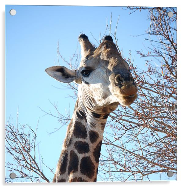 Giraffe Acrylic by Robert Miller