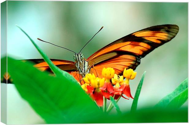 butterfly Canvas Print by Martyn Bennett