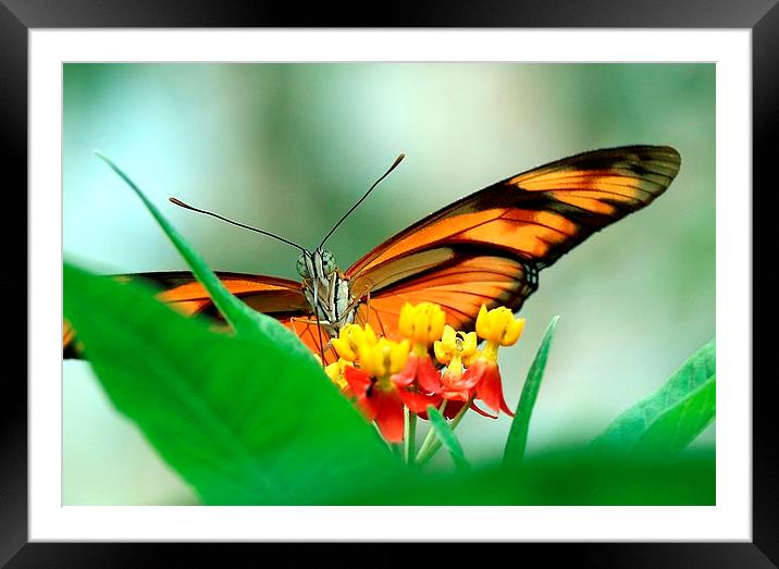 butterfly Framed Mounted Print by Martyn Bennett