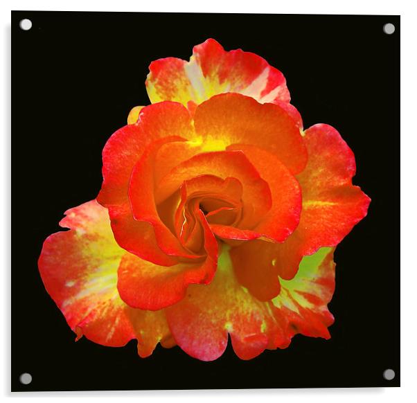 First Rose of Summer Acrylic by james balzano, jr.