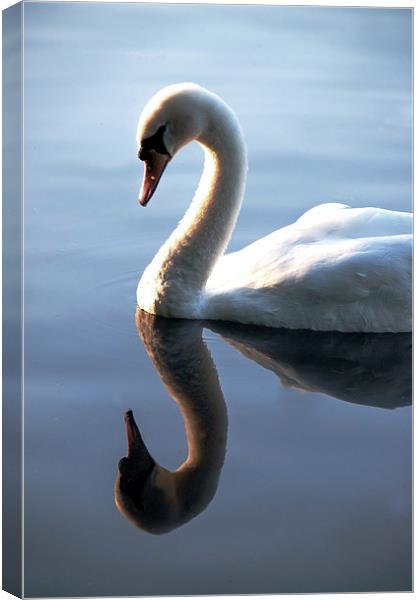 Duckling to Swan Canvas Print by Laura Witherden
