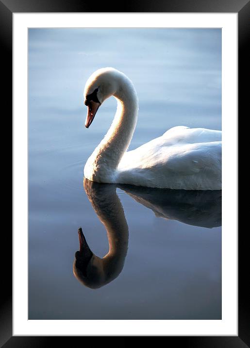 Duckling to Swan Framed Mounted Print by Laura Witherden
