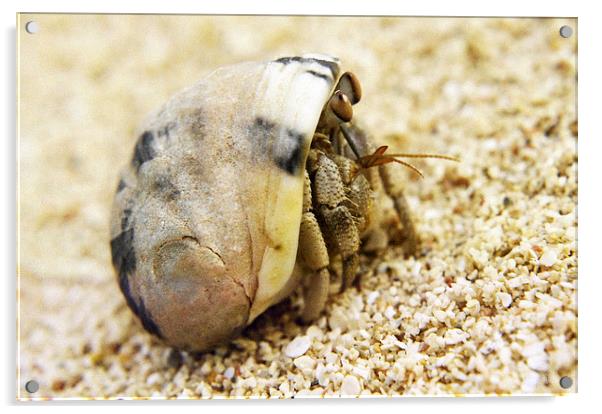 Desert Hermit Crab Acrylic by Jacqueline Burrell