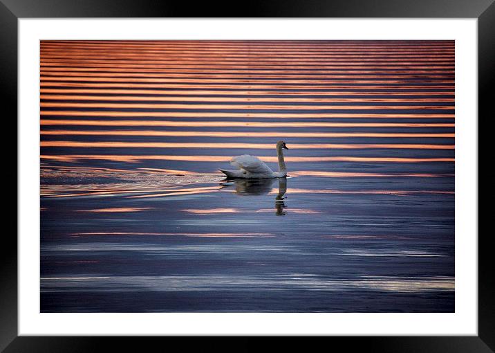 Swan abstract Framed Mounted Print by Fiona Miller