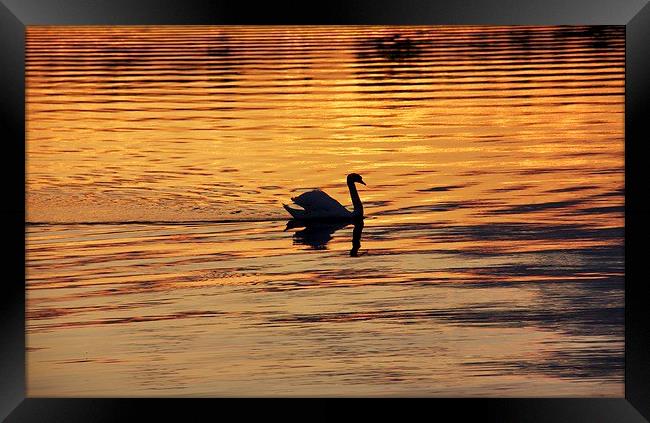 Swan on golden pond Framed Print by Fiona Miller