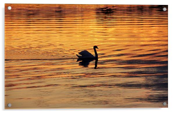 Swan on golden pond Acrylic by Fiona Miller