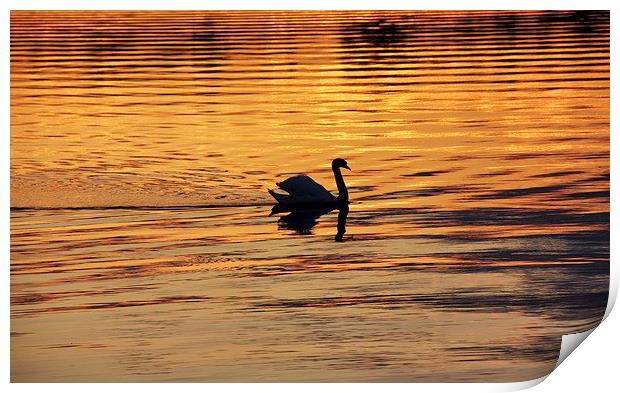 Swan on golden pond Print by Fiona Miller