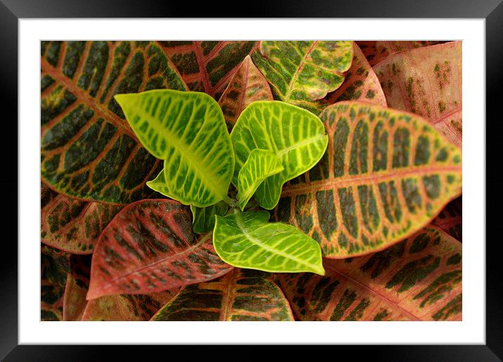 Croton Framed Mounted Print by Jacqueline Burrell