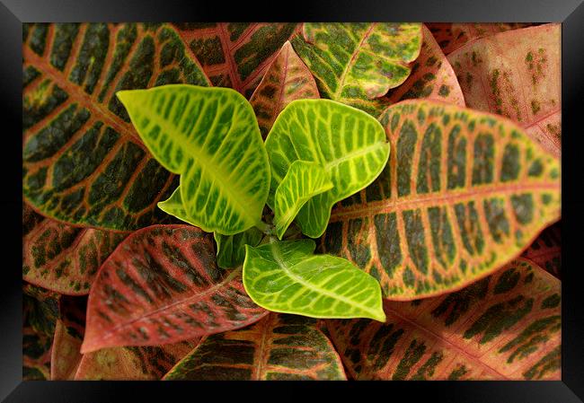 Croton Framed Print by Jacqueline Burrell