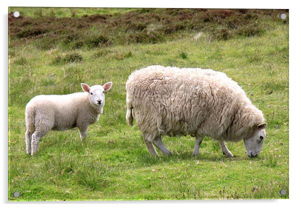 Ewe and cute lamb Acrylic by Linda More