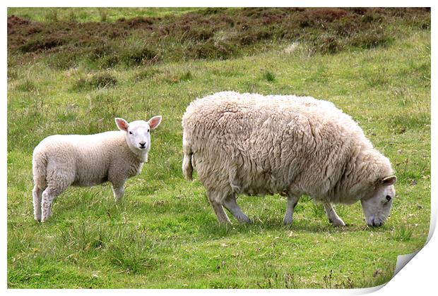 Ewe and cute lamb Print by Linda More