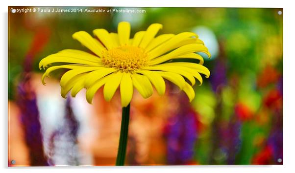 Yellow Daisy Acrylic by Paula J James
