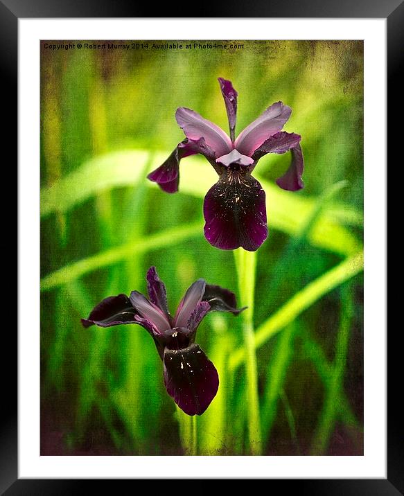 Black Iris Framed Mounted Print by Robert Murray