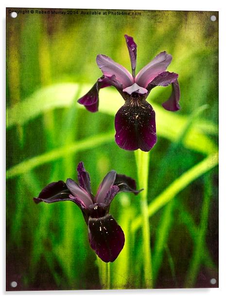 Black Iris Acrylic by Robert Murray