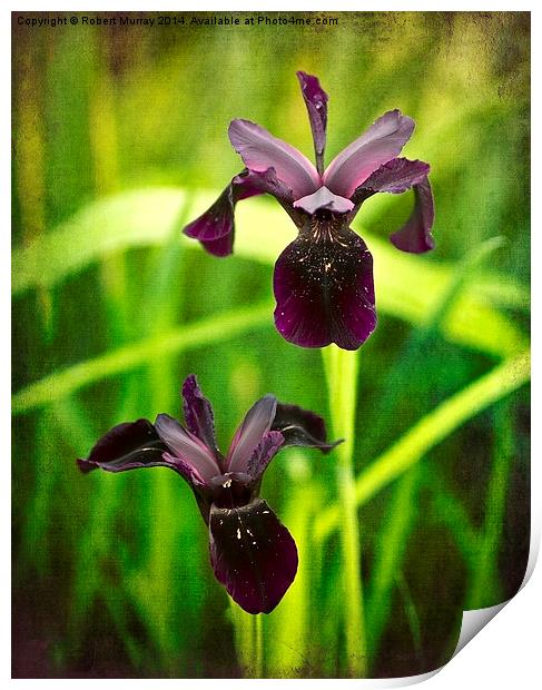Black Iris Print by Robert Murray
