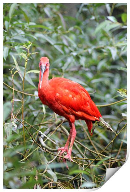 Scarlet Ibis Print by Rebecca Giles