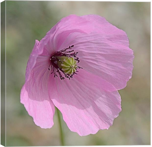 PINK POPPY Canvas Print by Helen Cullens