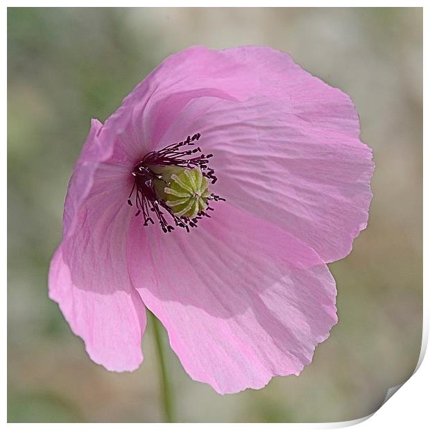 PINK POPPY Print by Helen Cullens