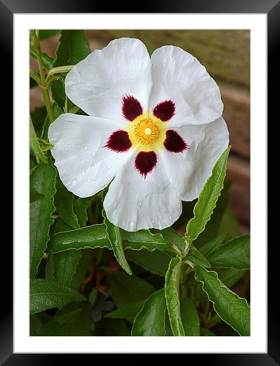 CISTUS x aguilarii maculata Framed Mounted Print by Helen Cullens