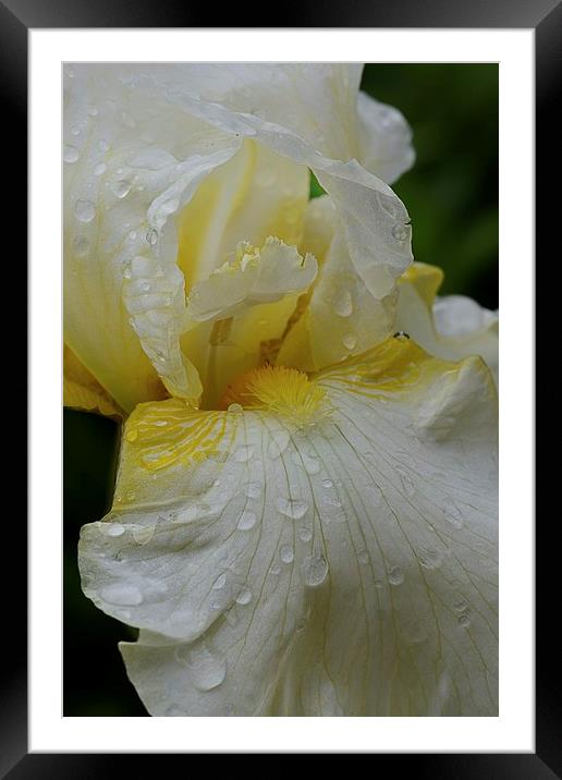 IRIS EDALE Framed Mounted Print by Helen Cullens