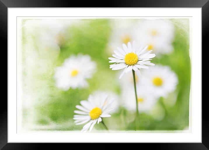 Summer Time Daisies Framed Mounted Print by Natalie Kinnear