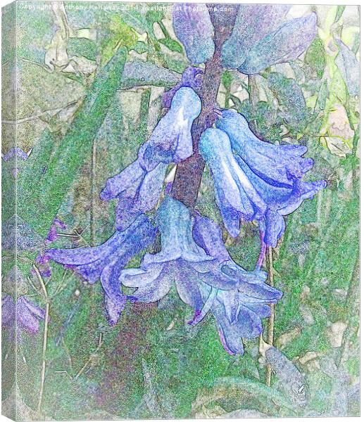 BLUEBELLS WATER COLOUR Canvas Print by Anthony Kellaway
