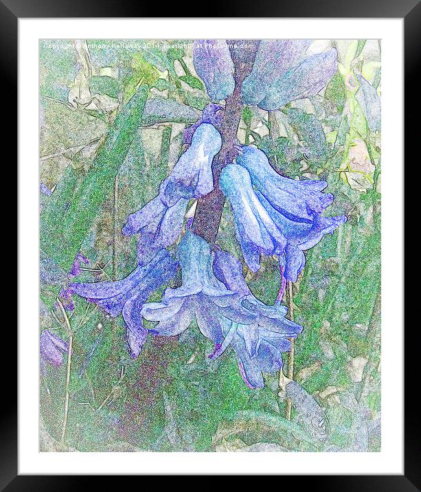 BLUEBELLS WATER COLOUR Framed Mounted Print by Anthony Kellaway