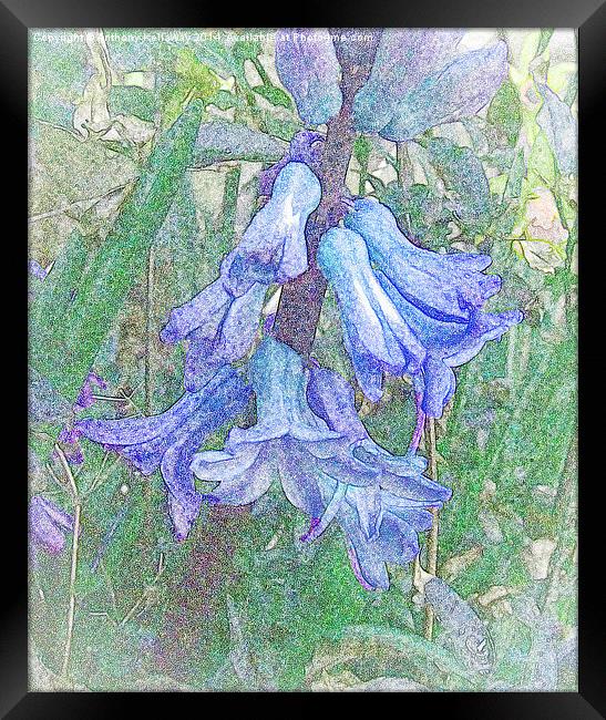 BLUEBELLS WATER COLOUR Framed Print by Anthony Kellaway