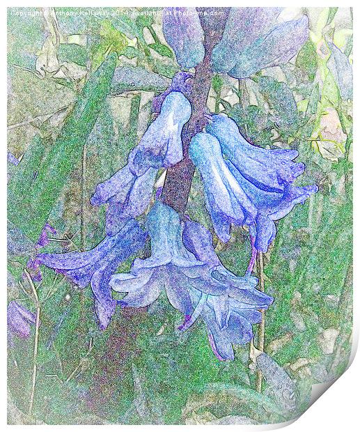 BLUEBELLS WATER COLOUR Print by Anthony Kellaway