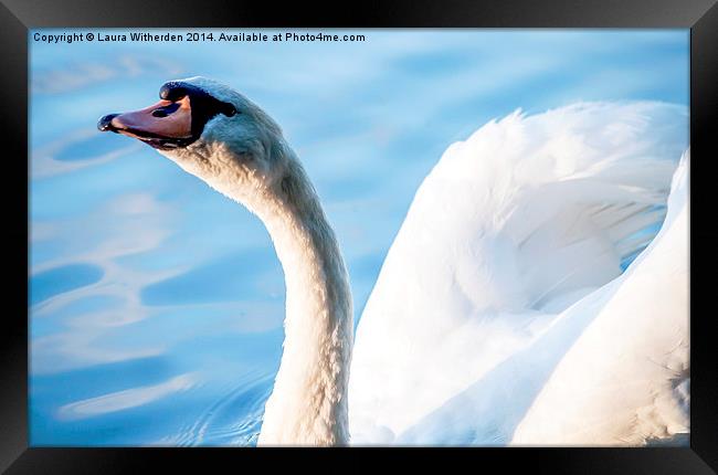 Swan on Glass Framed Print by Laura Witherden