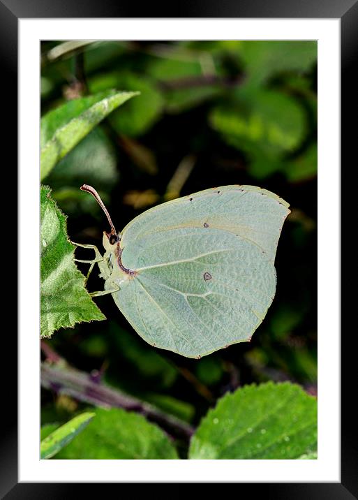 Powdered Brimstone Butterfly Framed Mounted Print by Oliver Porter