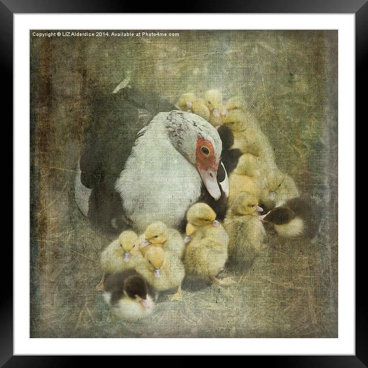 How Many Ducklings? Framed Mounted Print by LIZ Alderdice