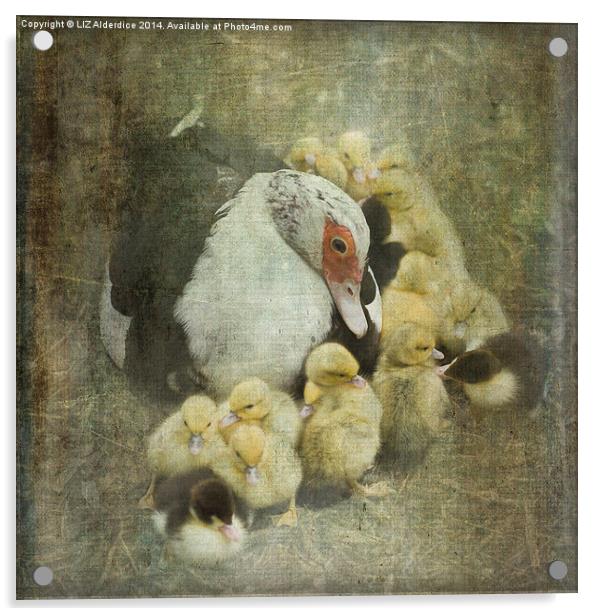 How Many Ducklings? Acrylic by LIZ Alderdice