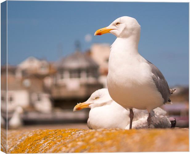 Herring Gulls St Ives Cornwall Canvas Print by Clive Eariss