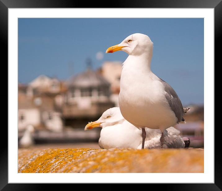 Herring Gulls St Ives Cornwall Framed Mounted Print by Clive Eariss