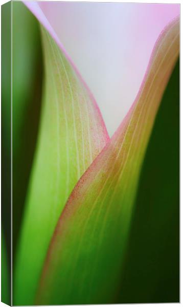 Calla Lily Canvas Print by Zoe Ferrie
