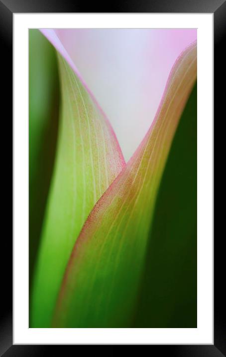 Calla Lily Framed Mounted Print by Zoe Ferrie