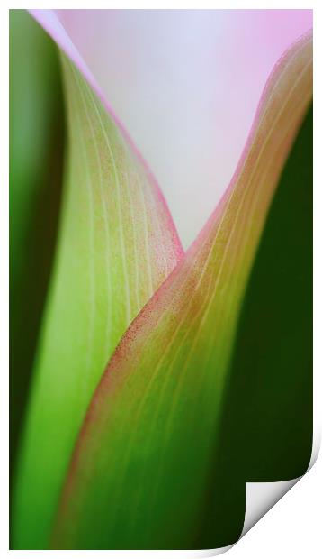 Calla Lily Print by Zoe Ferrie