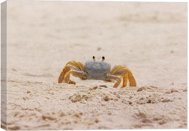 Portrait of a Ghost Crab Canvas Print by Judy Hall-Folde