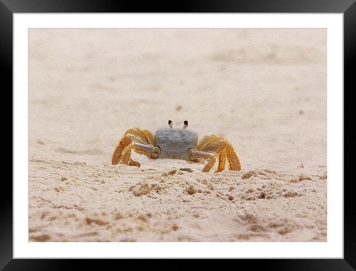 Portrait of a Ghost Crab Framed Mounted Print by Judy Hall-Folde