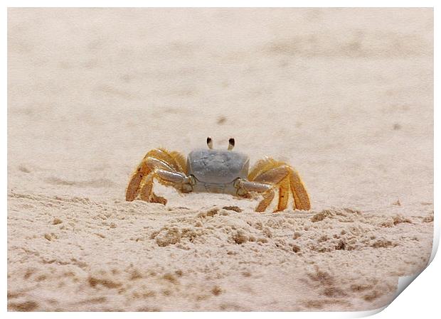 Portrait of a Ghost Crab Print by Judy Hall-Folde
