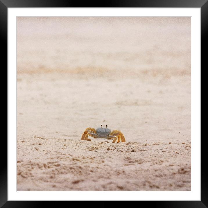 Ninja Crab Framed Mounted Print by Judy Hall-Folde