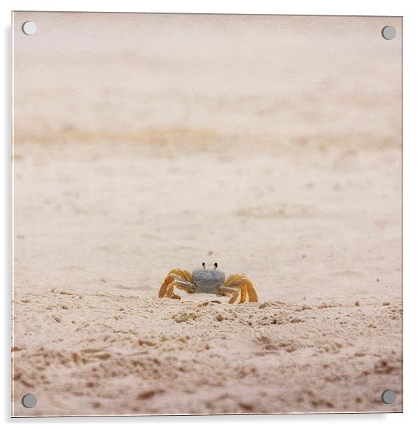 Ninja Crab Acrylic by Judy Hall-Folde