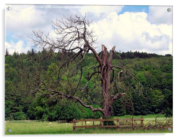 Skeleton Tree Acrylic by Bill Lighterness