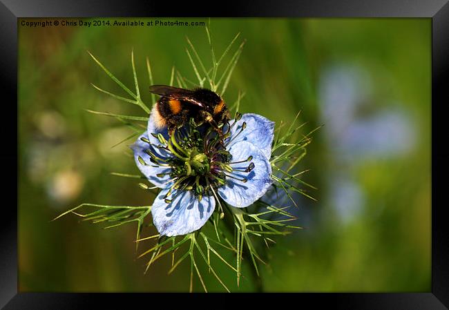 Bee collecting pollen Framed Print by Chris Day