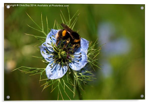 Bee collecting pollen Acrylic by Chris Day