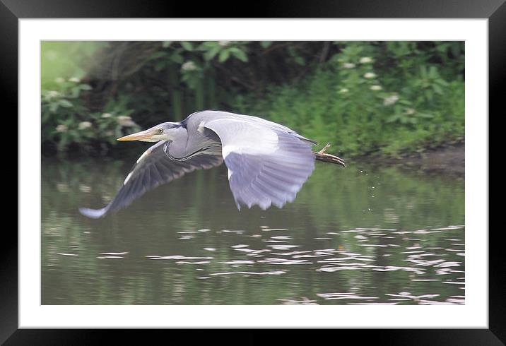 Heron in flight Framed Mounted Print by Rob Seales