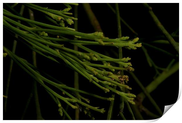 Casuarina - New Growth Print by Graham Palmer