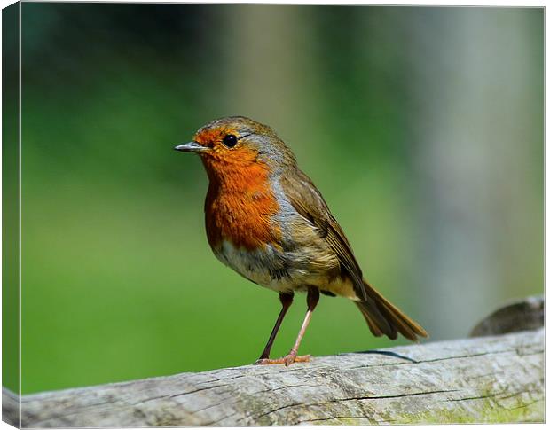 my mate robin Canvas Print by nick wastie