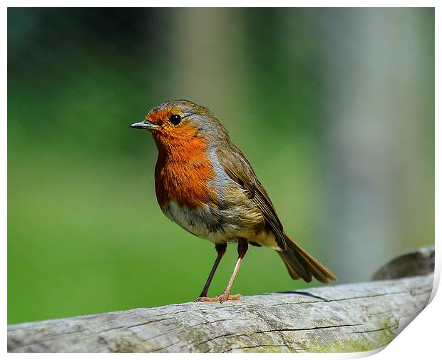 my mate robin Print by nick wastie
